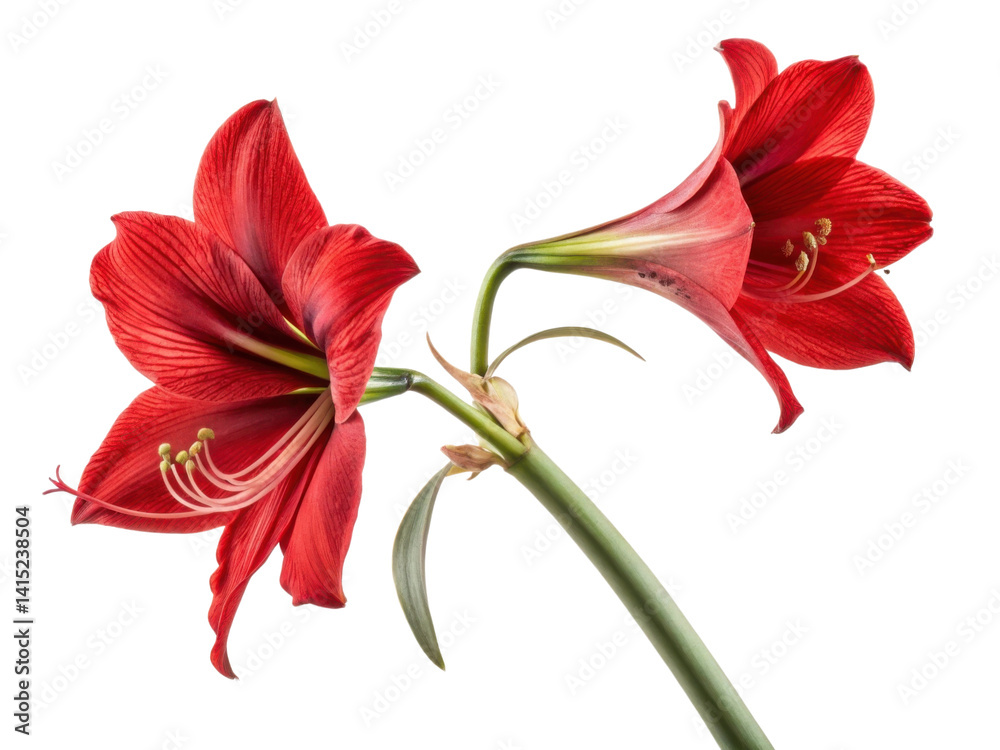 Fototapeta premium Amaryllis flower blooms radiate vibrant red hues showcasing nature beauty and elegance in stunning display of floral artistry