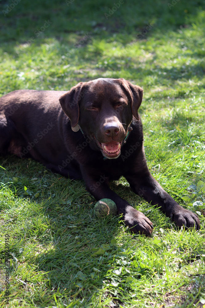 Chocolate Labrador lying on the grass and playing with a ball Chocolate Labrador lying on the grass and playing with a ball