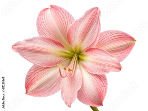 Amaryllis flower blooms beautifully with delicate pink petals showcasing intricate details and vibrant colors that captivate heart