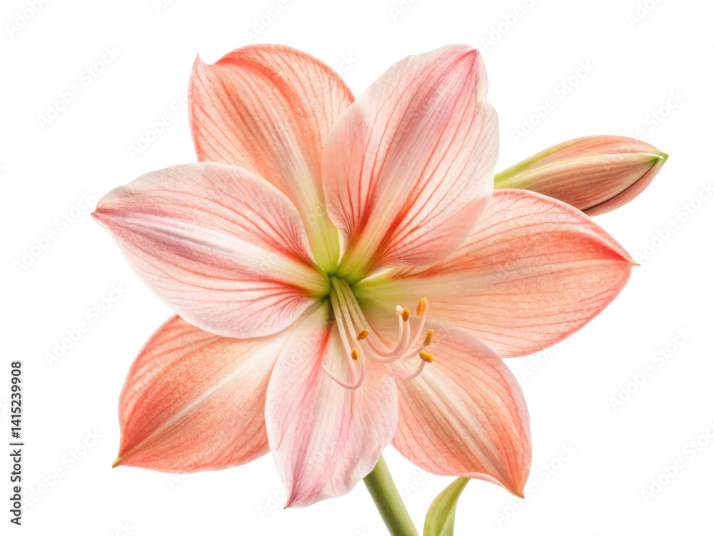 Fototapeta premium stunning amaryllis flower showcases delicate pink petals with subtle white accents creating captivating visual appeal