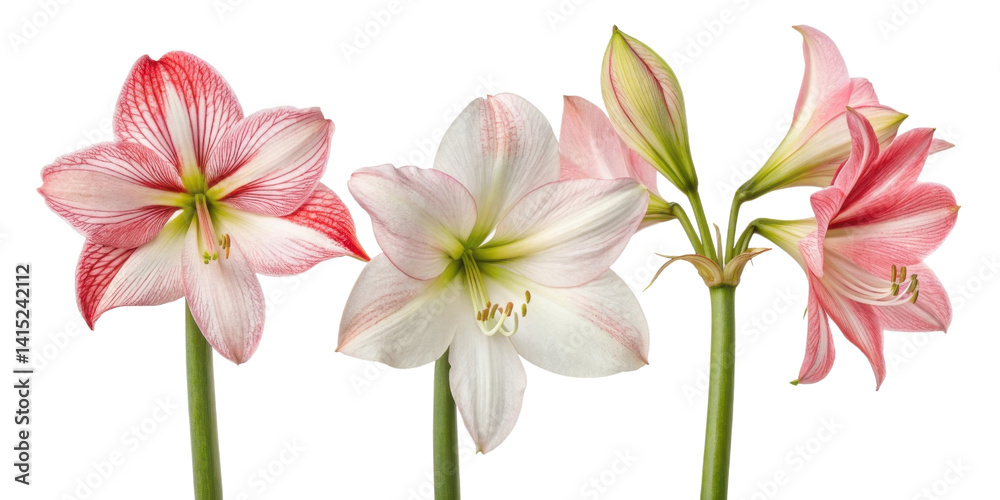 Naklejka premium Amaryllis flowers bloom in vibrant colors showcasing their beauty and elegance, perfect for brightening any space