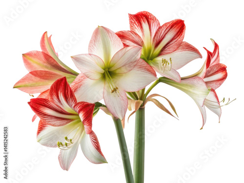 Beautiful amaryllis flowers bloom with striking red and white petals, creating vibrant display that brings joy to any space