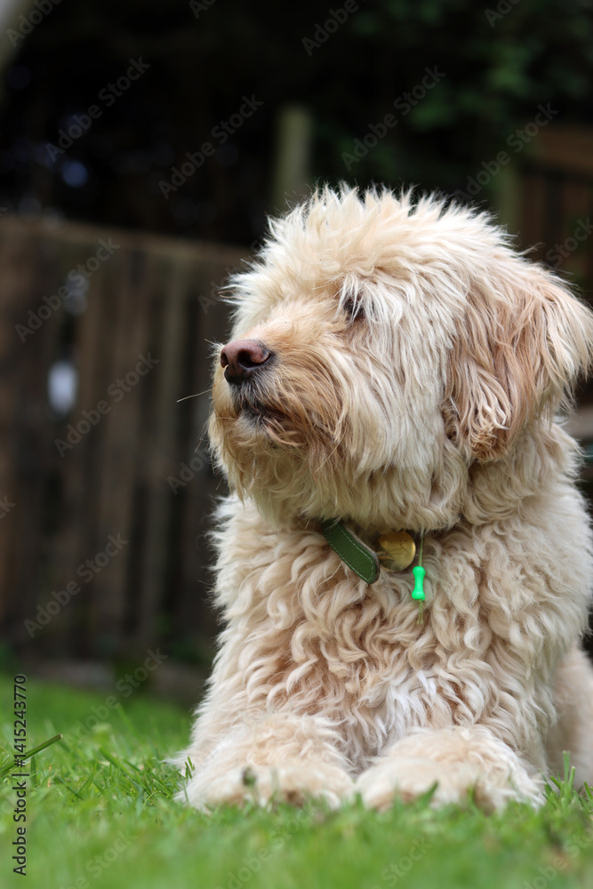 Cute Labradoodle puppy sitting on the grass in the garden Cute Labradoodle puppy sitting on the grass in the garden