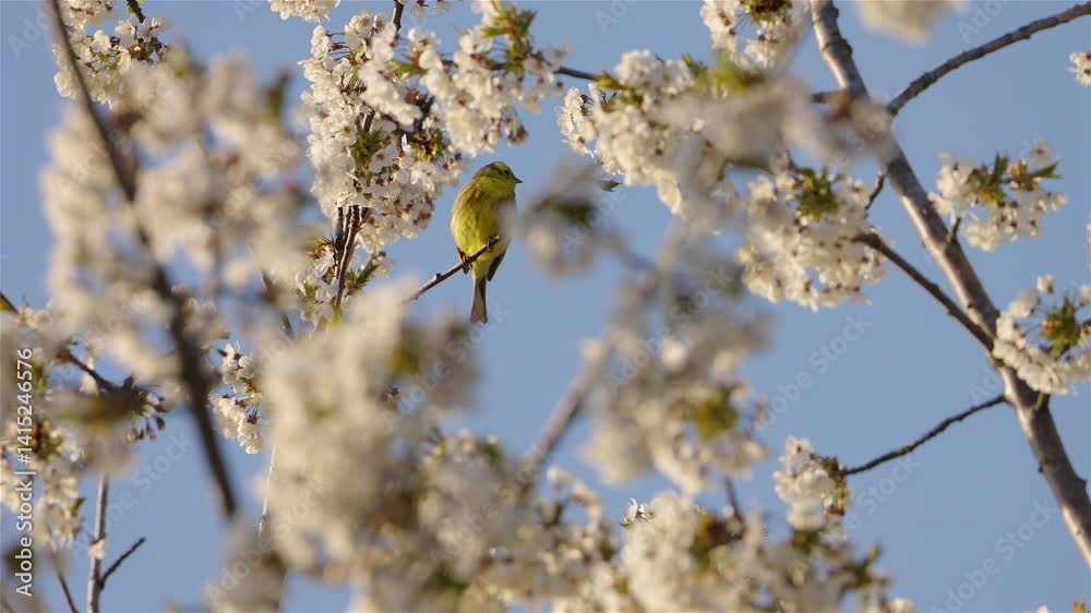 Yellowhammer (Emberiza citrinella) perching on a branch of a flowering tree among blossoms Yellowhammer (Emberiza citrinella) perching on a branch of a flowering tree among blossoms