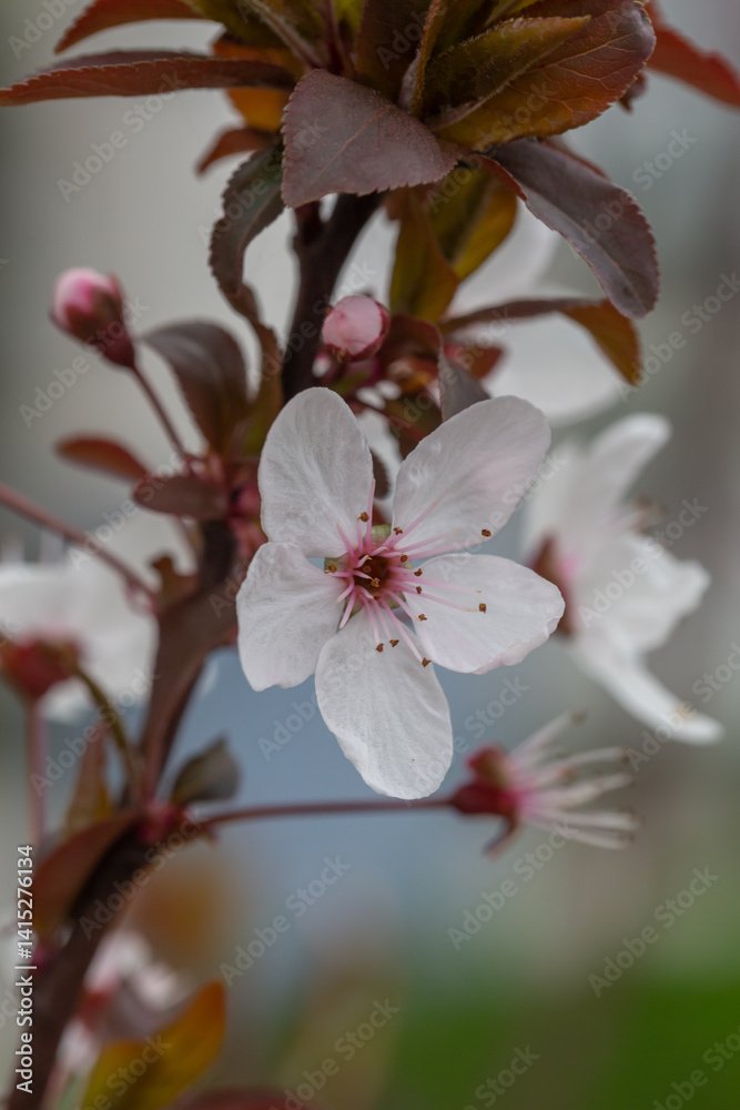 A delicate cherry blossom flower with soft white petals and a pink center blooms on a slender branch. Surrounded by young reddish leaves, it captures the fresh essence of early spring. A delicate cherry blossom flower with soft white petals and a pink center blooms on a slender branch. Surrounded by young reddish leaves, it captures the fresh essence of early spring.