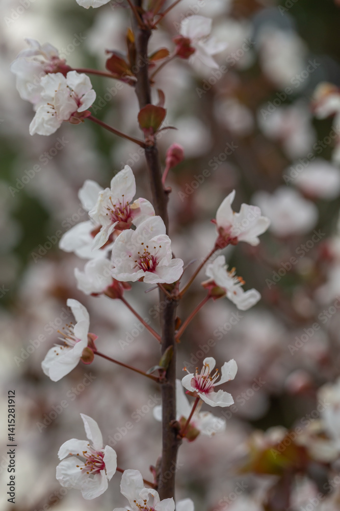 A delicate cherry blossom flower with soft white petals and a pink center blooms on a slender branch. Surrounded by young reddish leaves, it captures the fresh essence of early spring. A delicate cherry blossom flower with soft white petals and a pink center blooms on a slender branch. Surrounded by young reddish leaves, it captures the fresh essence of early spring.