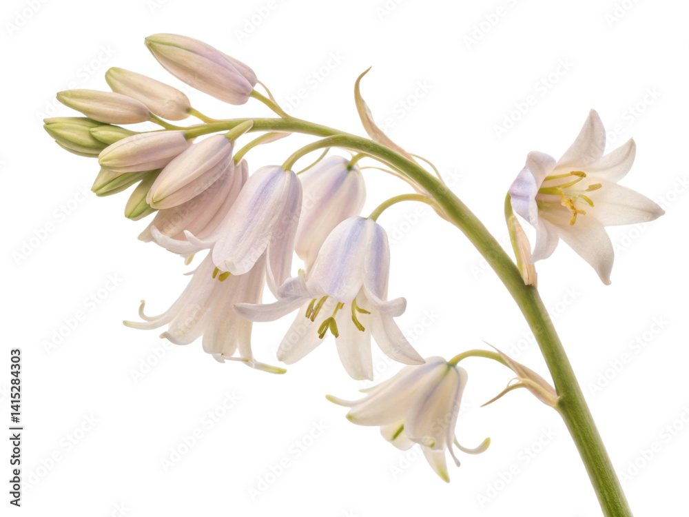 Naklejka premium delicate bluebell flower blooms gracefully, showcasing its soft petals and elegant form in serene display of nature beauty