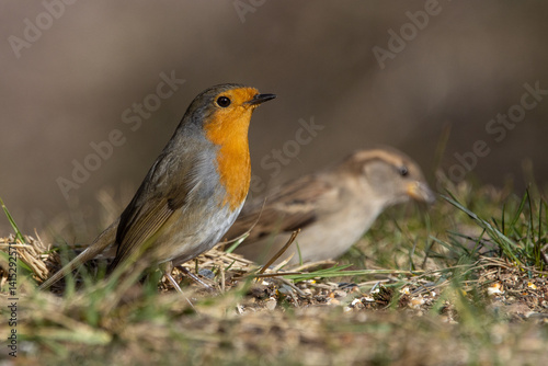 robin and sparrow