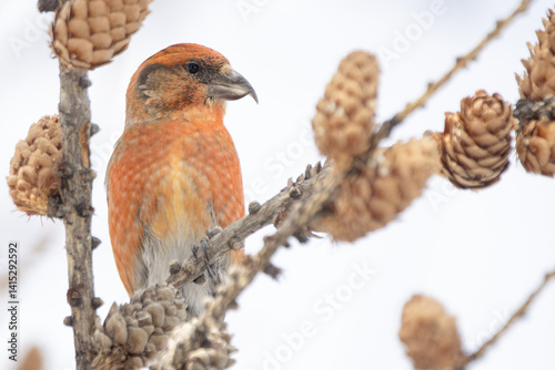 male crossbill