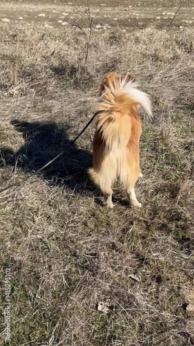 urious small dog on a leash exploring and sniffing dry grass in an open field on a sunny day. Close-up footage of a fluffy, reddish dog with white markings showing natural behavior and movement outdoo