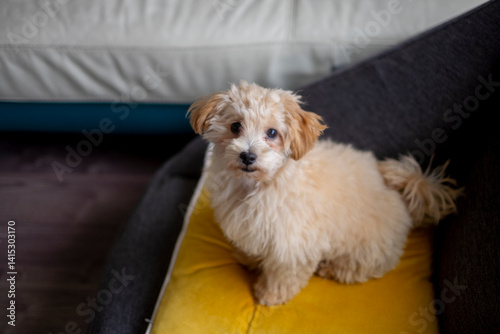 かわいいミックスの子犬_カメラ目線