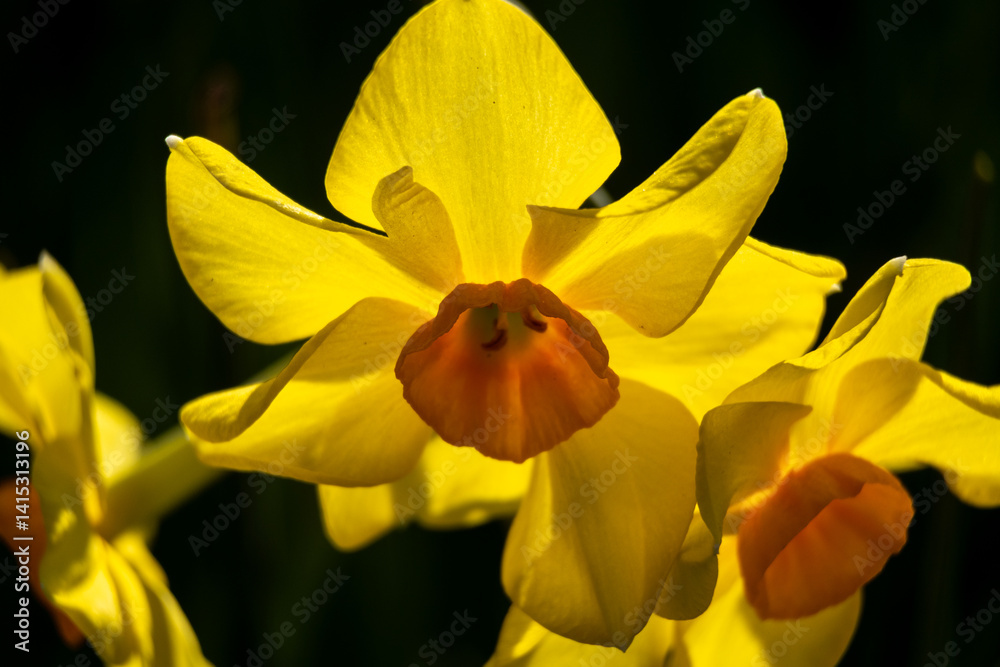 Fototapeta premium yellow daffodils in spring