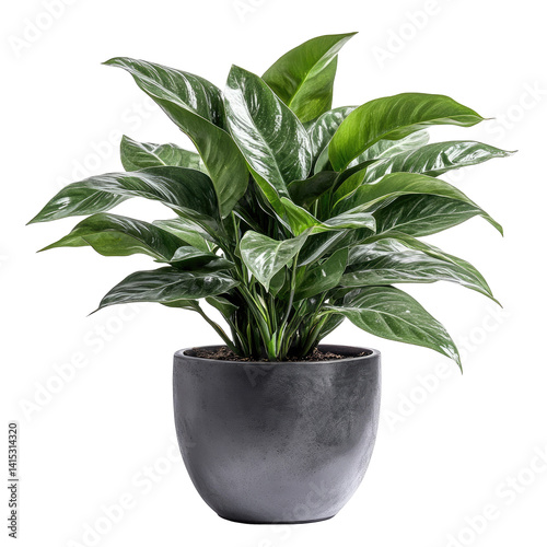 Wallpaper Mural Houseplant in Gray Pot Torontodigital.ca