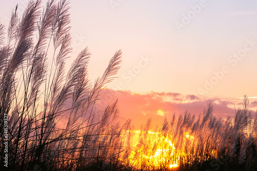 meadow and beautiful sunset background.