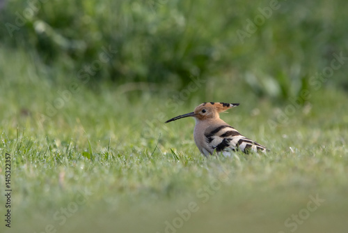 hoopoe