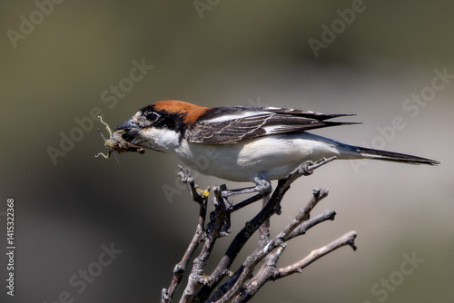 woodchat and prey