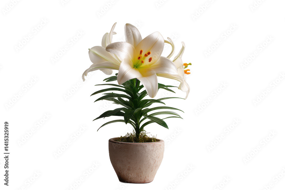 Obraz premium Serene white lilies in a rustic pot, a symbol of purity and elegance against a deep black backdrop, perfect for adding a touch of nature.