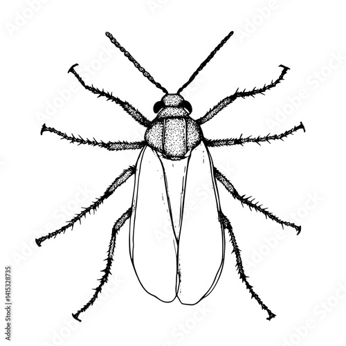 Vector illustration of a detailed insect with prominent wings and legs showcasing its intricate features