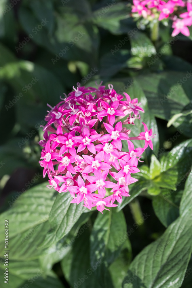 Beautiful Star Cluster (pentas lanceolata) flowers. Beautiful Star Cluster (pentas lanceolata) flowers.