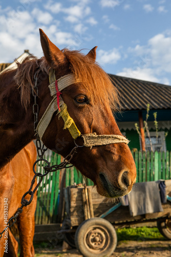 Beautiful rural landscape from the Republic of Moldova. Village life in spring.