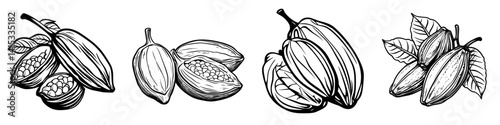 Detailed vector illustration of cacao pods and seeds in various stages of ripeness and processing