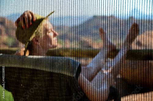 woman behind fly screen