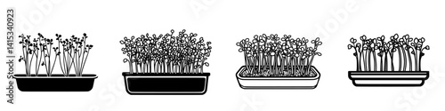 Illustration of growing microgreens in various containers showcasing their development over time