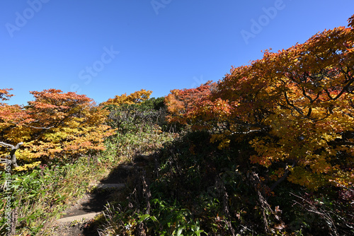 Obraz na płótnie Zao mountain ridge, Miyagi, Yamagata, Japan w salonie