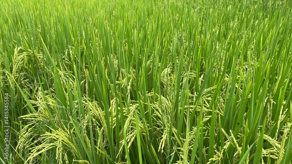 Green Rice Field Swaying in the Breeze, Horizontal Green Rice Field Swaying in the Breeze, Horizontal