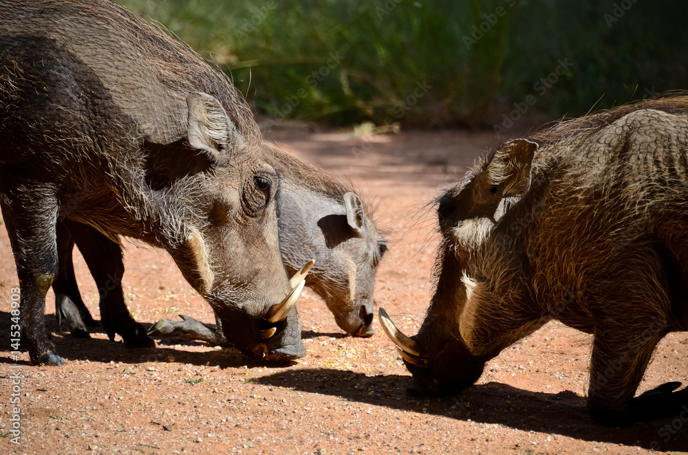 Fototapeta premium warthog in the wild
