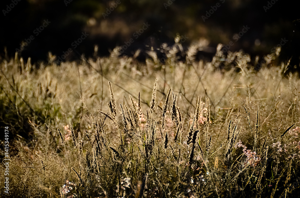 Fototapeta premium grass in the morning sun
