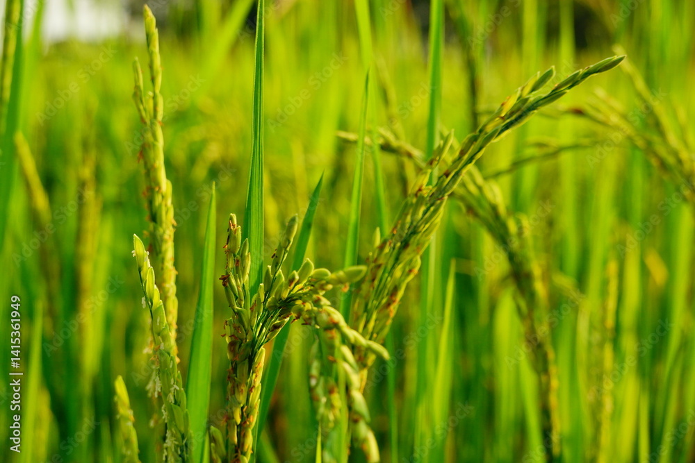 Rice field agriculture grain food yield season Rice field agriculture grain food yield season