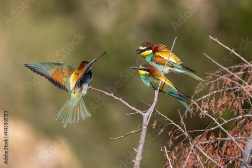 bee eater