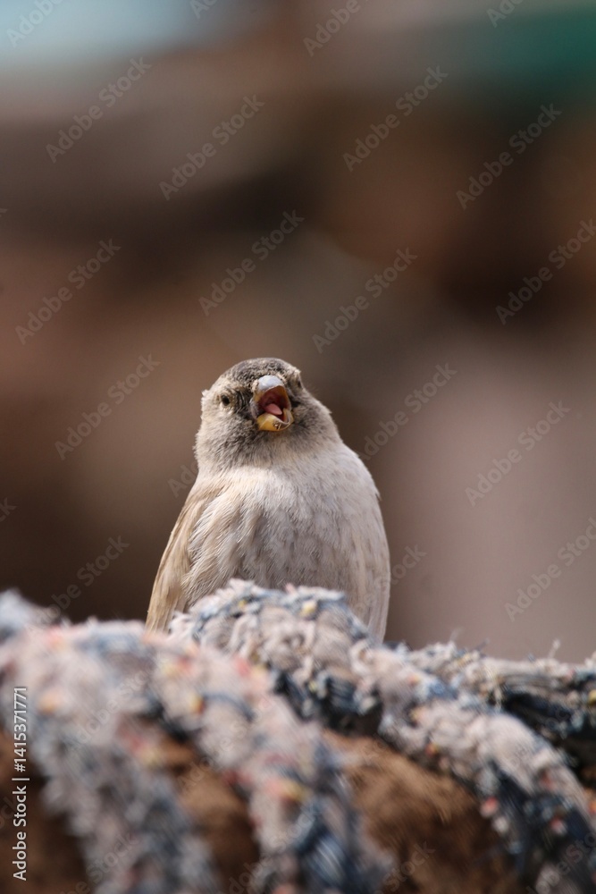 Fototapeta premium close up of an eagle owl