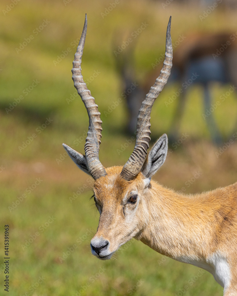 African Antelope with twisted horns African Antelope with twisted horns