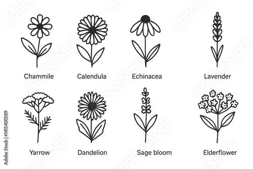 outline vector icons of medicinal flowers: chamomile, calendula, echinacea, lavender, yarrow, dandelion, sage bloom, elderflower. John's Wort, mullein flower. set of line style icons in a modern,