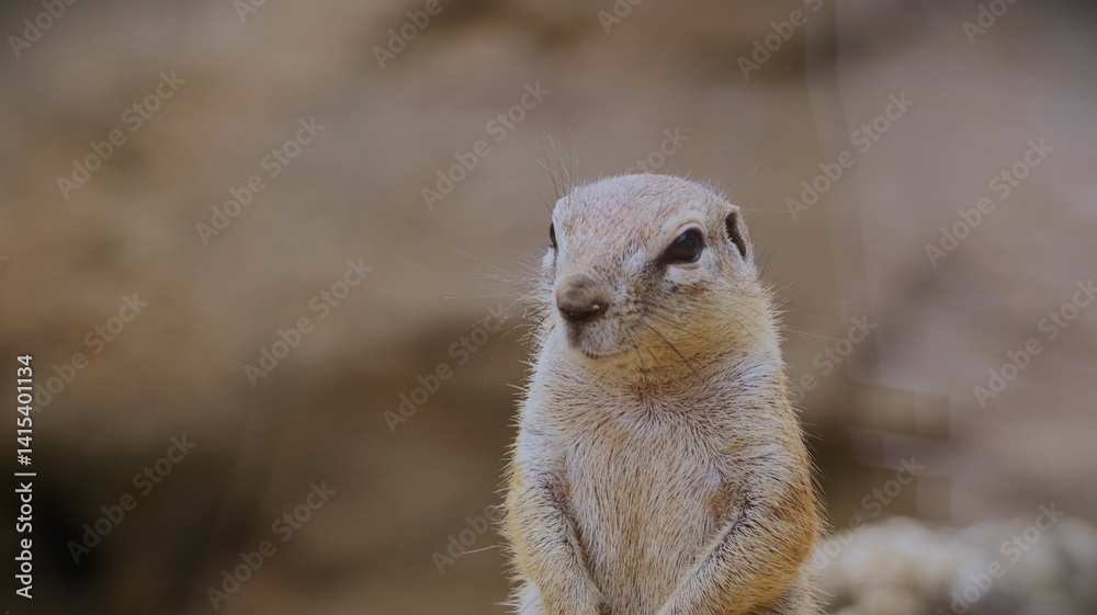Fototapeta premium Portrait of a ground squirrel in a zoo