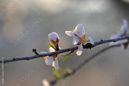Flowers on almond trees. Blooming almond trees in almond orchard. Concept of blossoming trees in spring. The concept of agriculture and orcharding