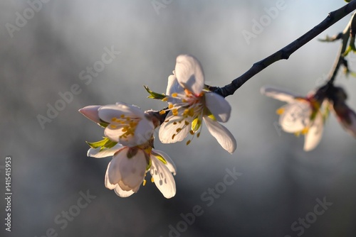Flowers on almond trees. Blooming almond trees in almond orchard. Concept of blossoming trees in spring. The concept of agriculture and orcharding