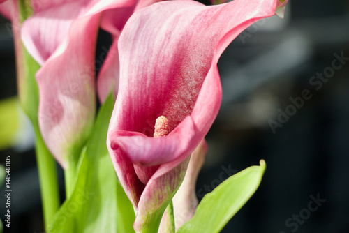 Elegant Pink Calla Lily Blooming in Soft Light