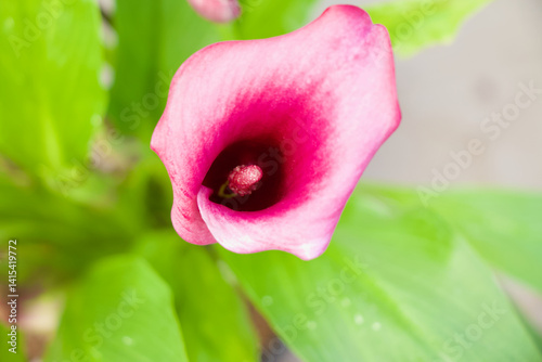 Elegant Pink Calla Lily Blooming in Soft Light