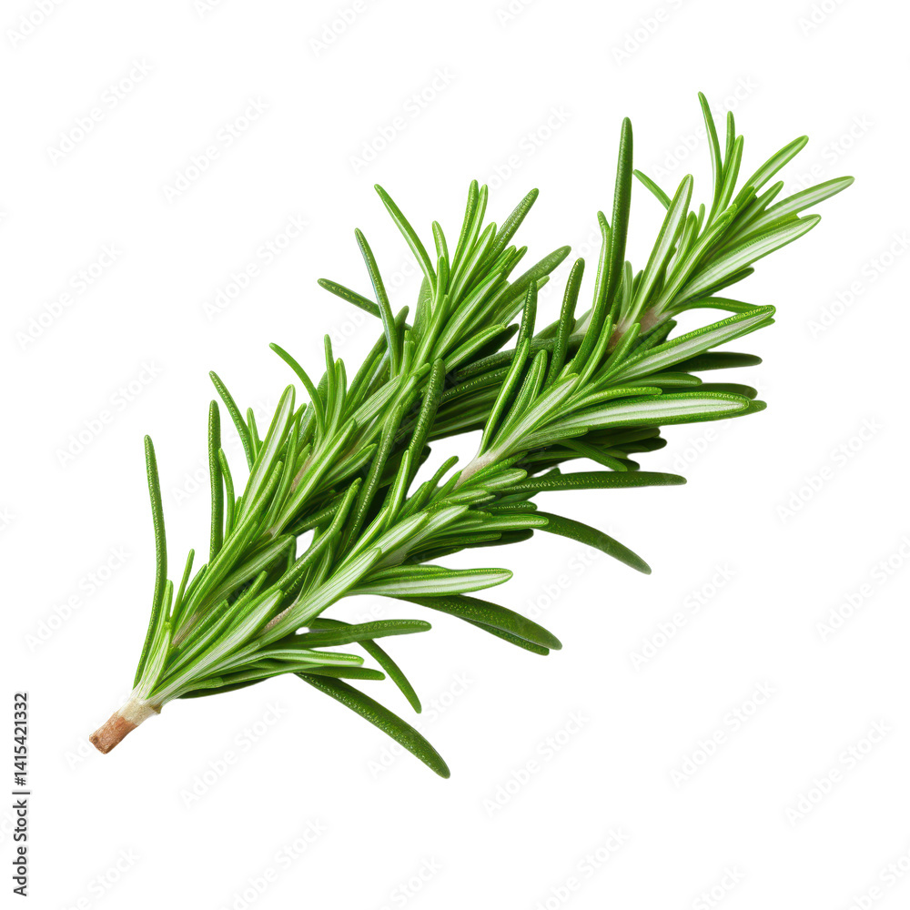 Fototapeta premium Green Rosemary isolated on transparent background.