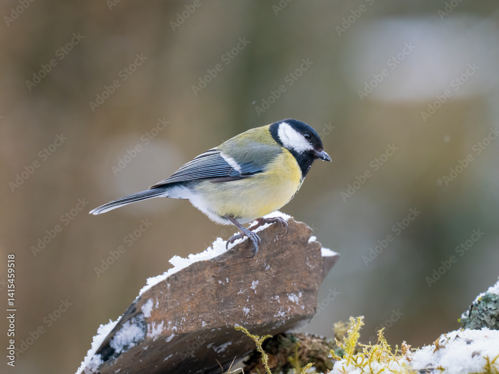 Fototapeta premium Kohlmeise (Parus major)