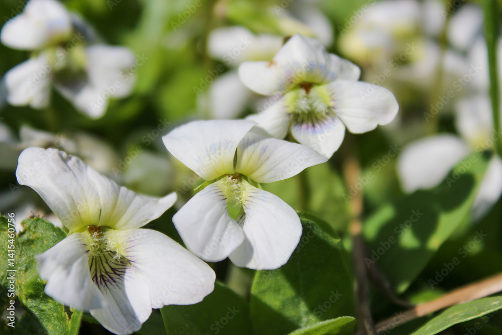 White violets flower field blooming in spring. The first spring flower is Viola alba. White violets flower field blooming in spring. The first spring flower is Viola alba.
