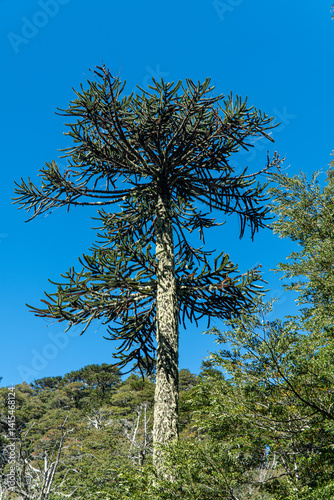 Obraz na płótnie Native Araucaria Tree in Huerquehue National Park, Chile w salonie