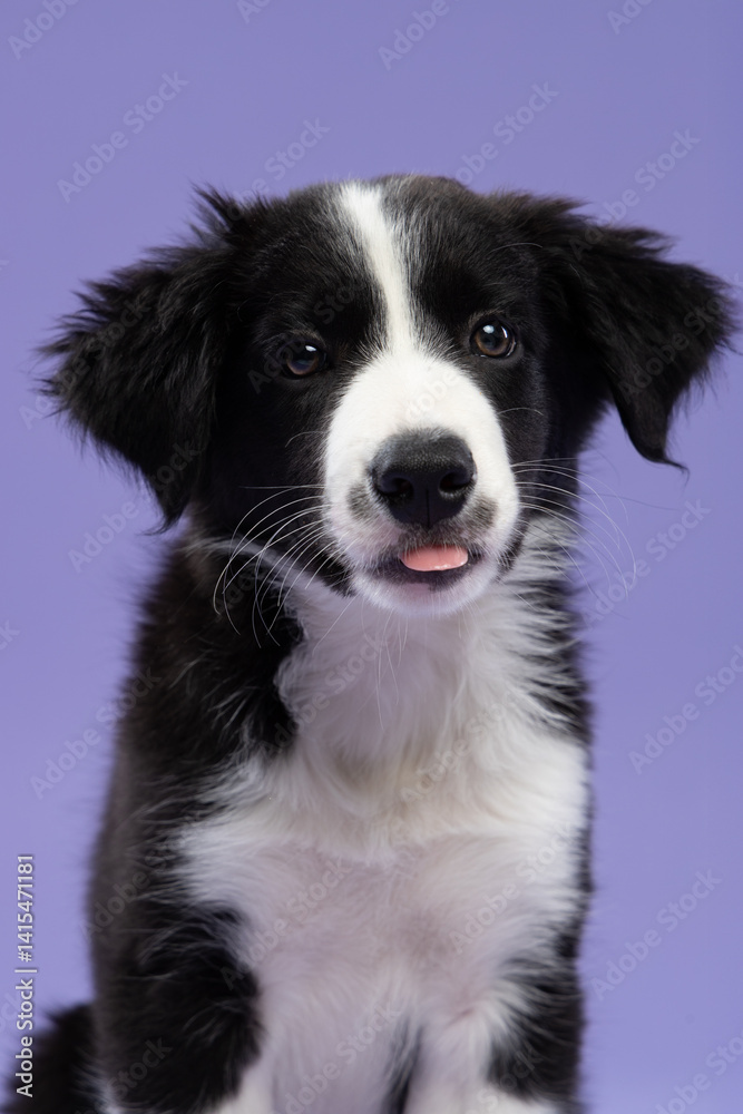 Adorable Border Collie puppy with a piercing gaze, looking straight into the camera, set against a vibrant purple background Adorable Border Collie puppy with a piercing gaze, looking straight into the camera, set against a vibrant purple background