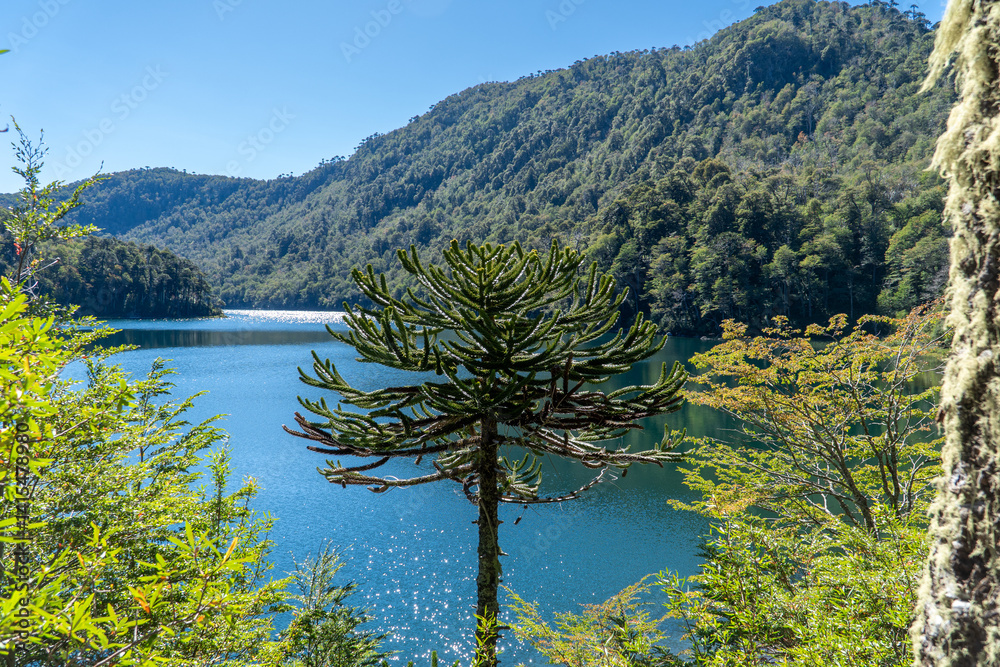 A vivid turquoise lake framed by an ancient Araucaria tree, surrounded by deep green forest—perfect for eco-travelers and dreamers seeking stillness and natural wonder.