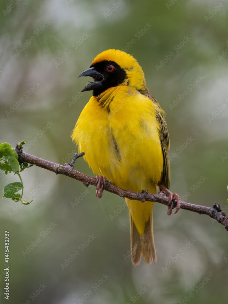Fototapeta premium Maskenweber (Ploceus velatus)