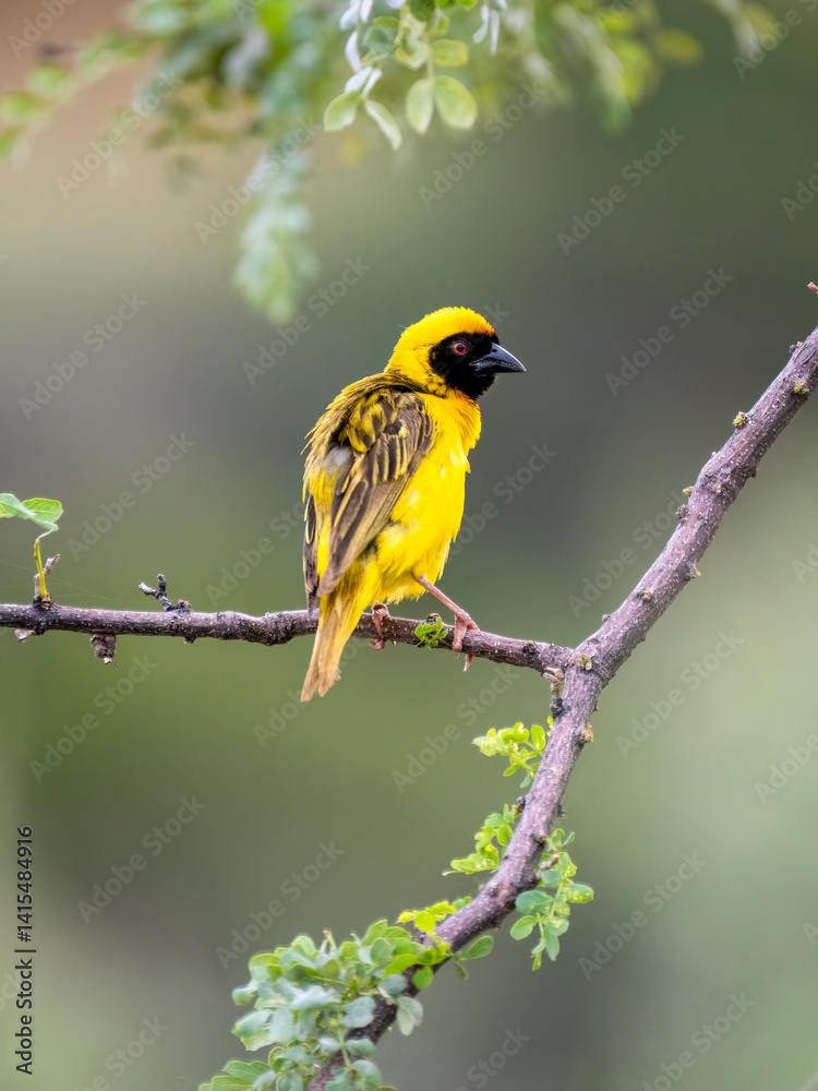 Fototapeta premium Maskenweber&nbsp;(Ploceus velatus)