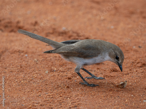 Maricoschnäpper (Bradornis mariquensis)